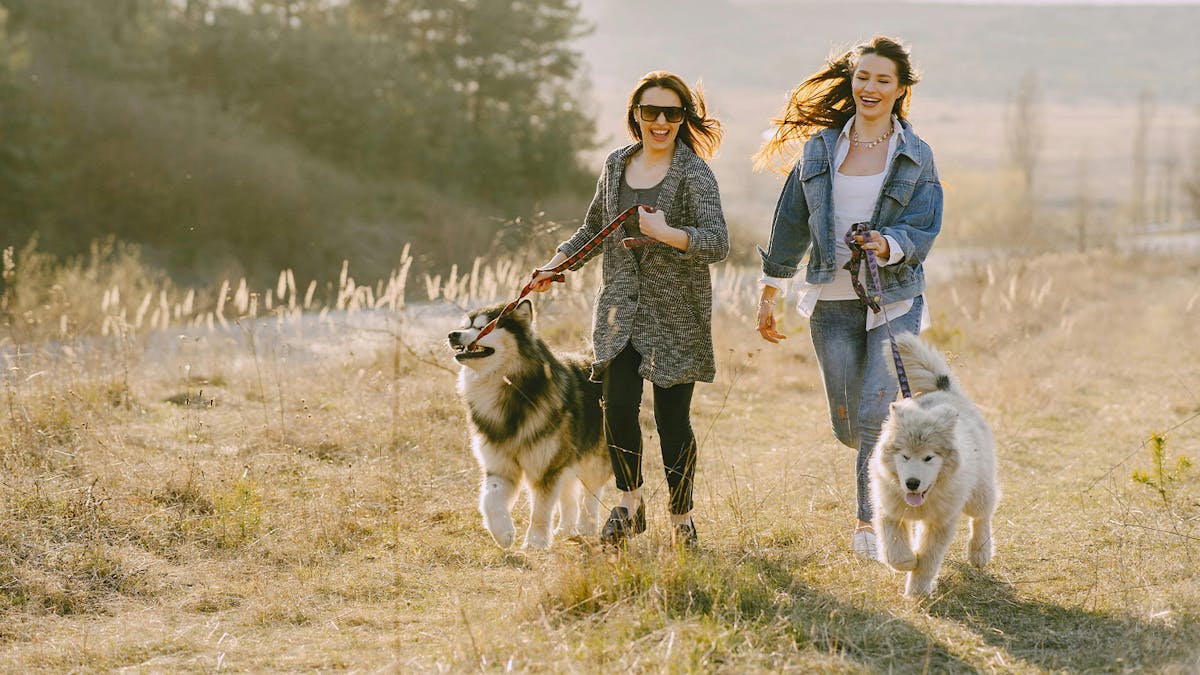 Dog Walking Made Eay - The Top 6 Dog Walking Services